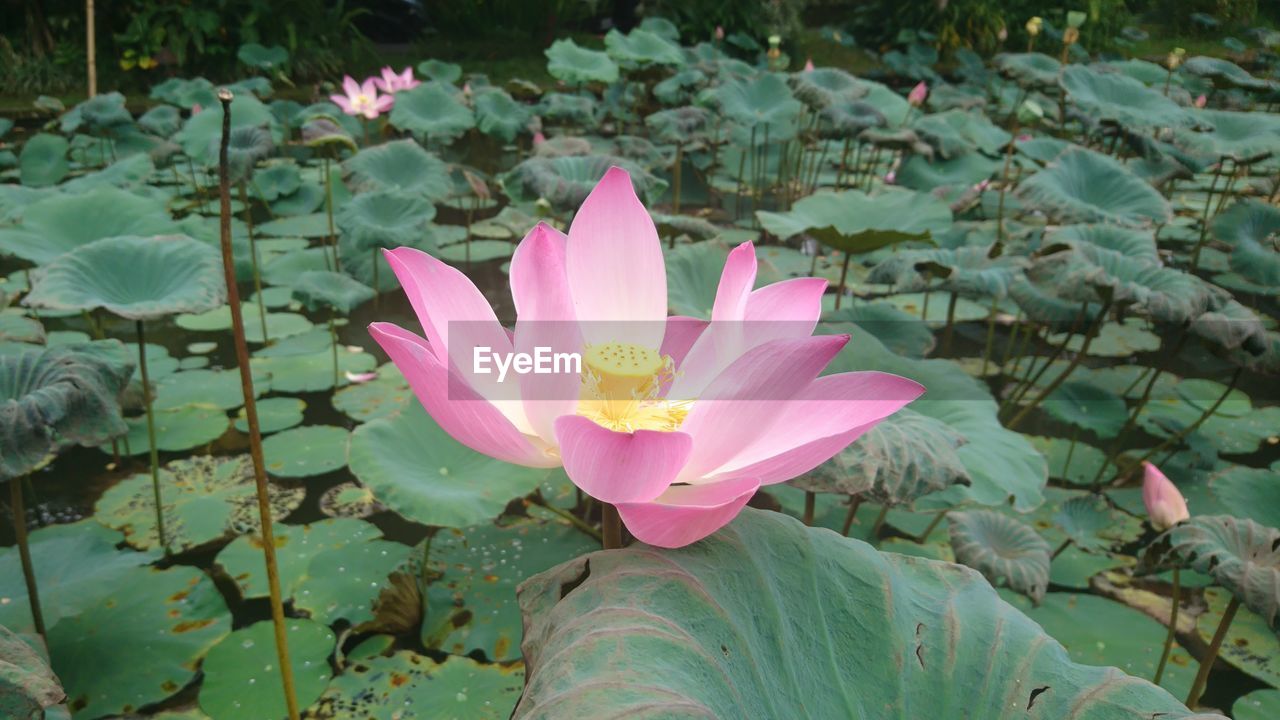 PINK LOTUS WATER LILY IN POND