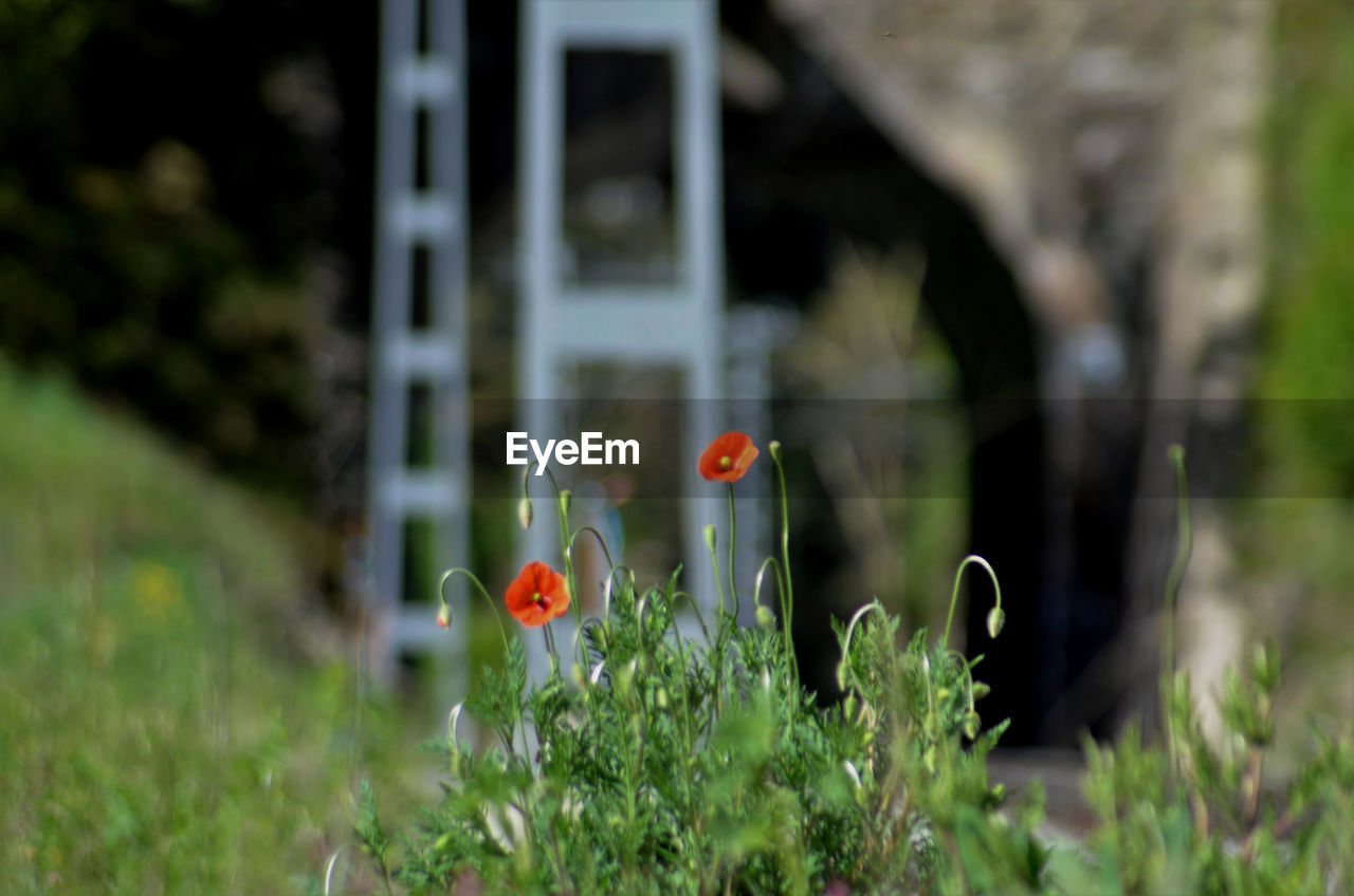 CLOSE-UP OF RED POPPY FLOWERS ON FIELD