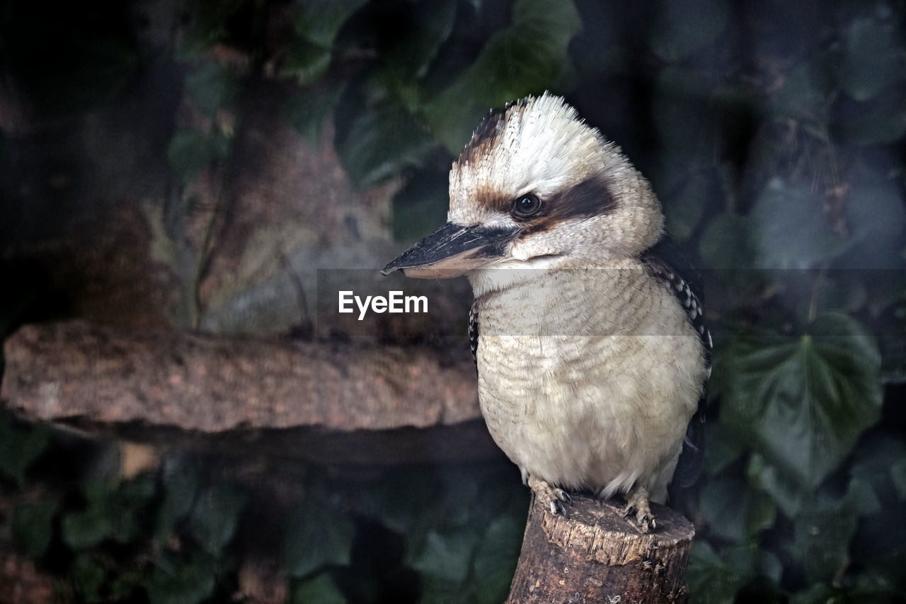 CLOSE-UP OF BIRDS PERCHING ON WOOD