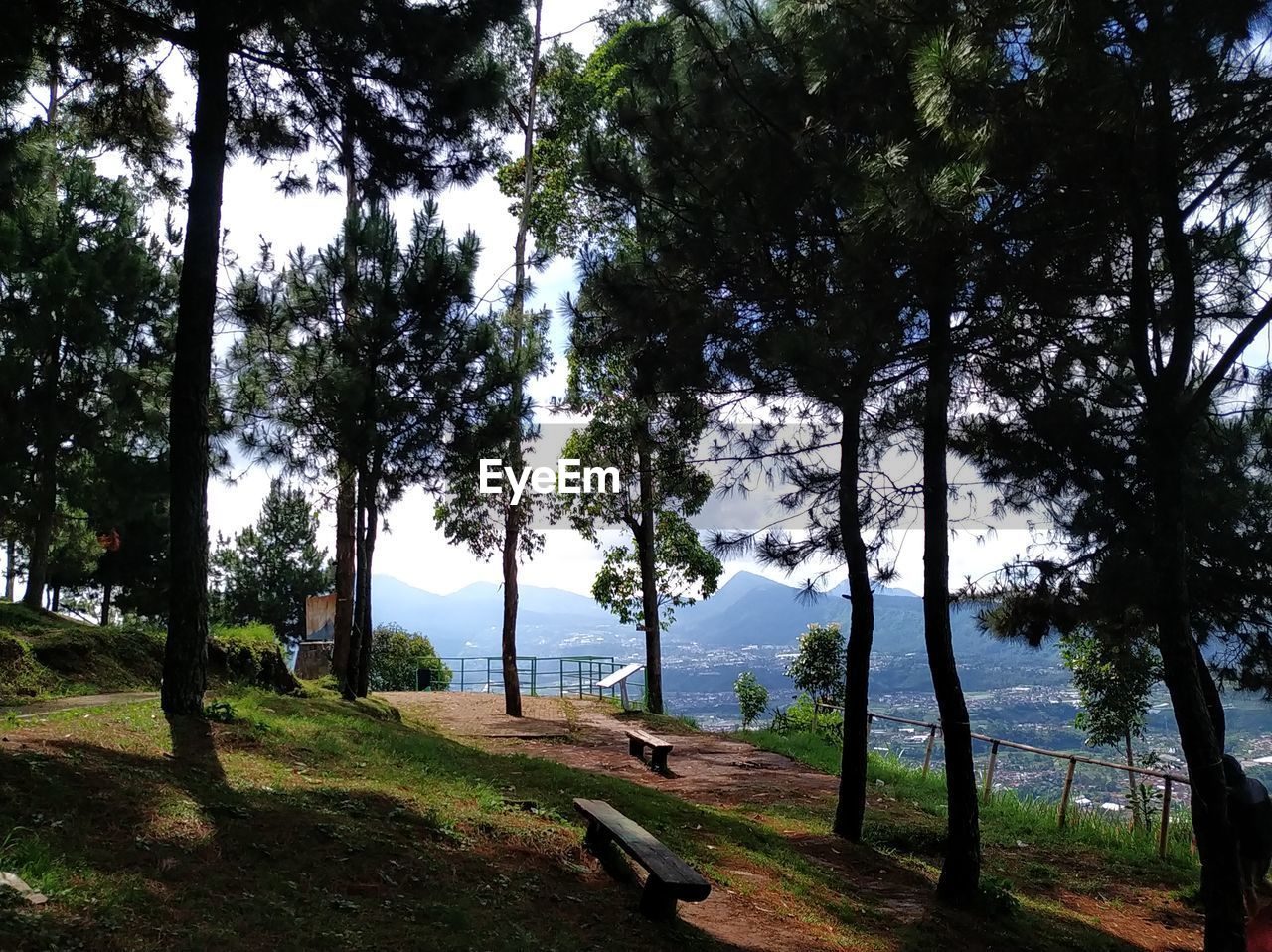 tree, plant, beauty in nature, nature, tranquility, water, scenics - nature, growth, sky, tranquil scene, land, grass, tree trunk, trunk, day, green, no people, non-urban scene, outdoors, environment, landscape, sunlight, forest, branch, idyllic, park, woodland, shadow, footpath, field, lake, rural area, leaf