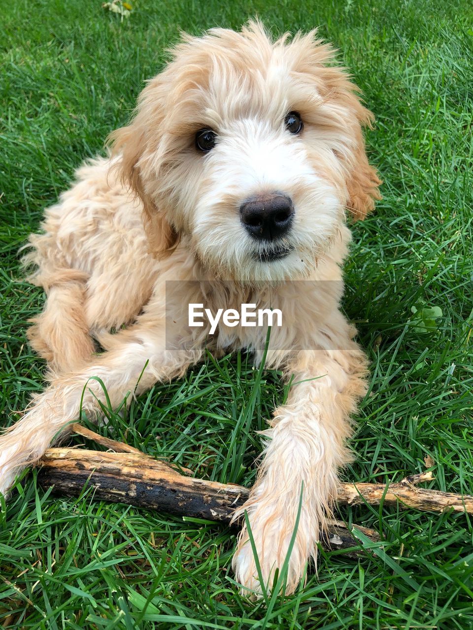 PORTRAIT OF DOG ON FIELD