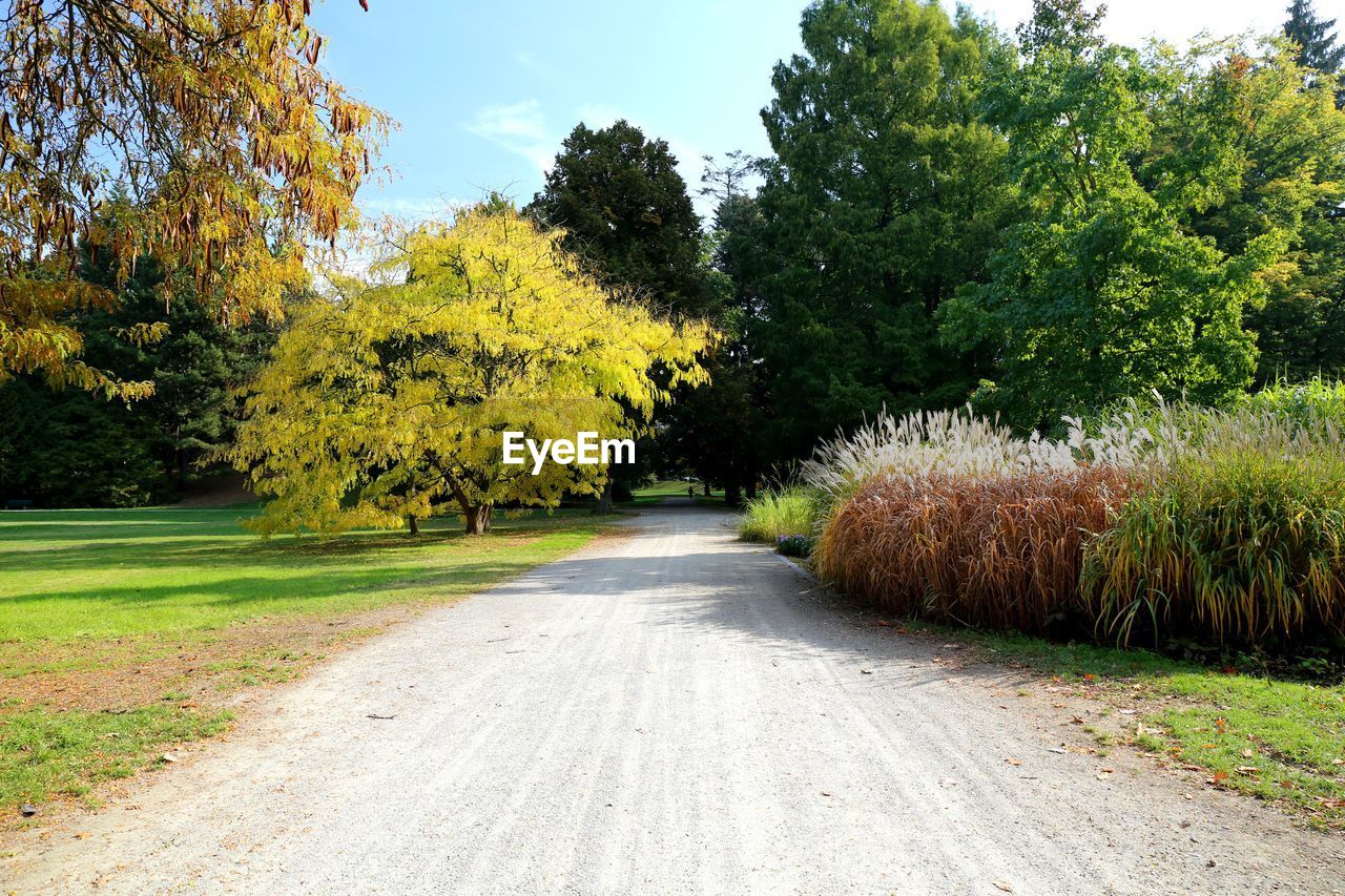 Road amidst trees against sky