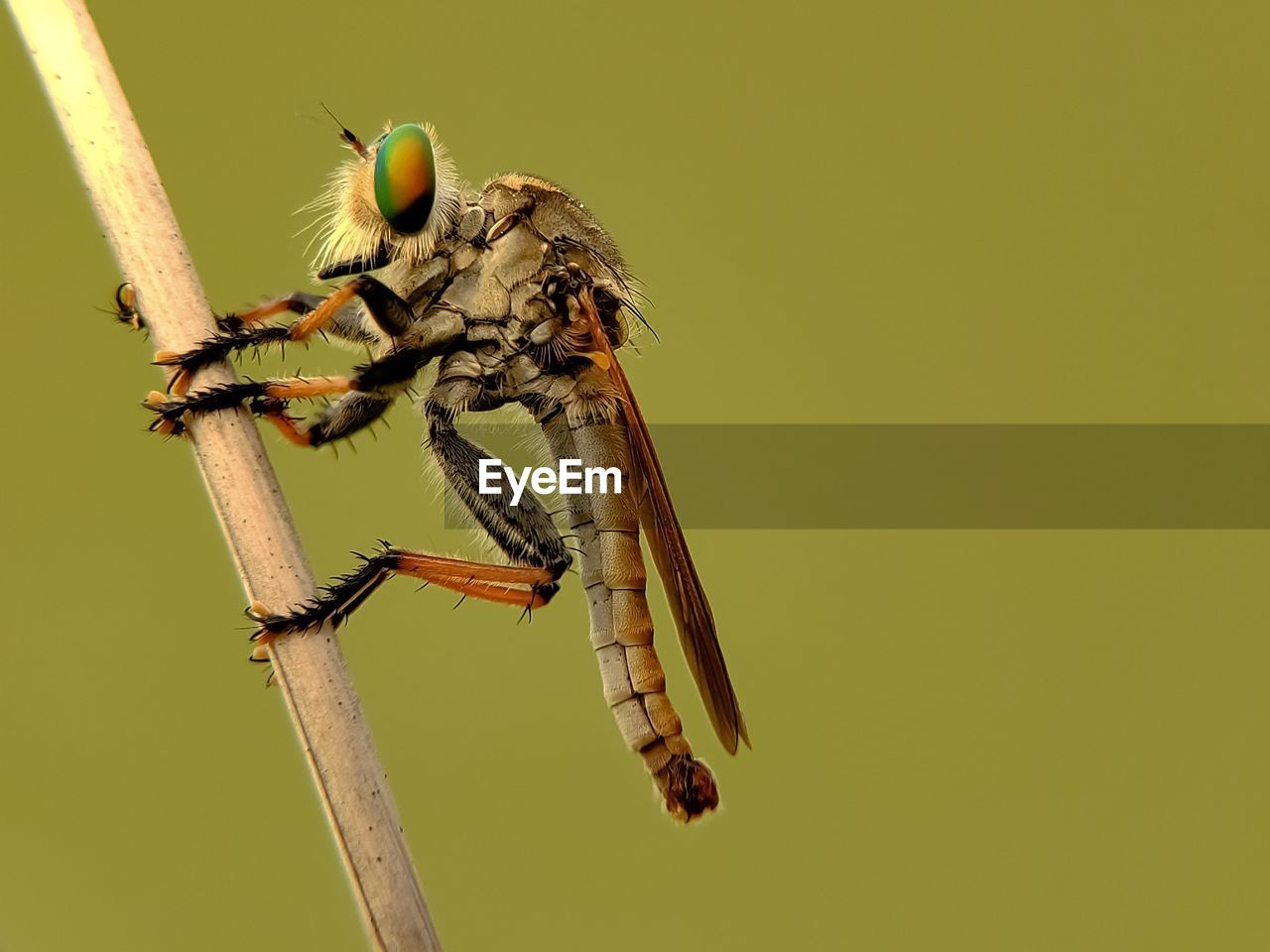 CLOSE-UP OF DRAGONFLY ON LEAF