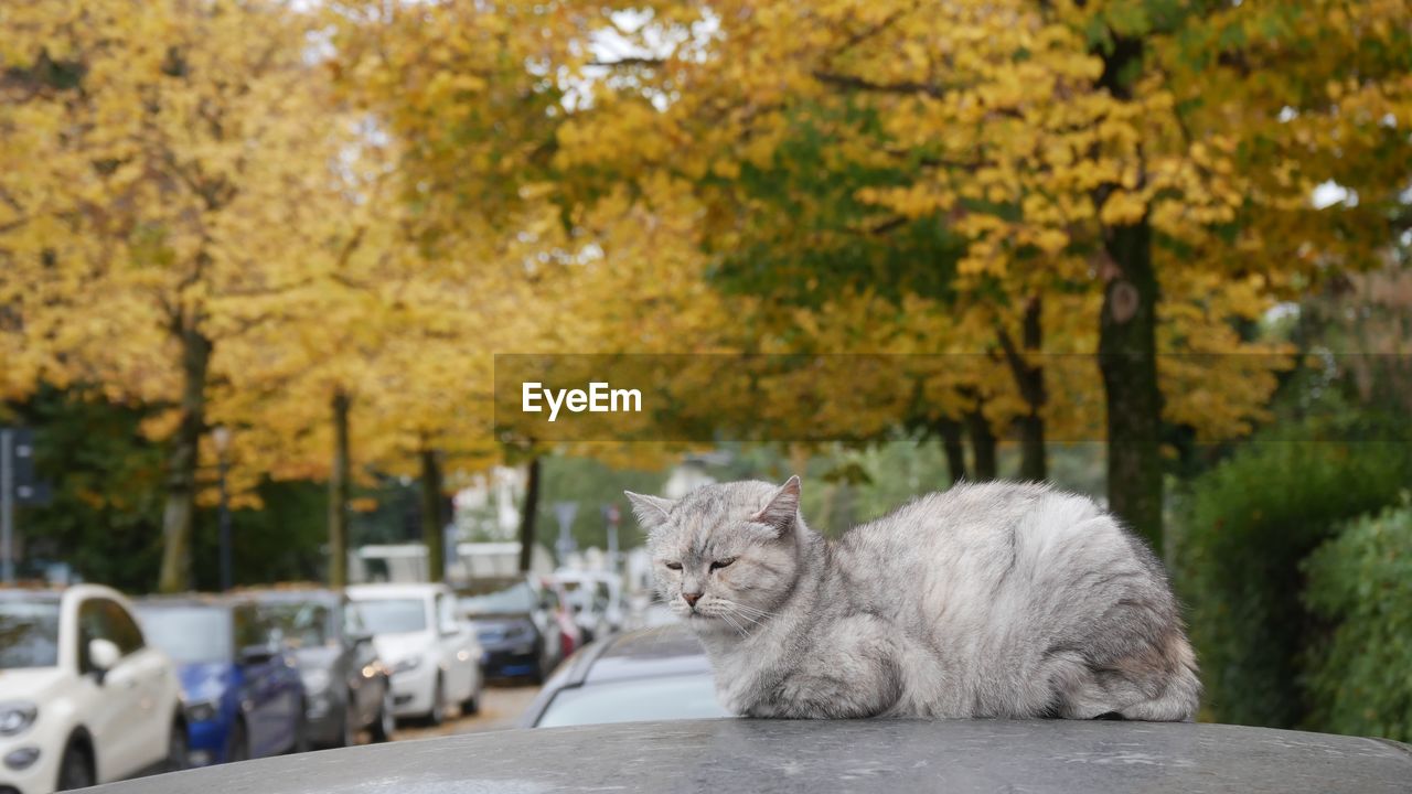 mammal, animal, animal themes, cat, one animal, feline, pet, domestic animals, tree, domestic cat, relaxation, autumn, plant, felidae, nature, day, focus on foreground, no people, sitting, resting, portrait, outdoors, car, transportation, leaf