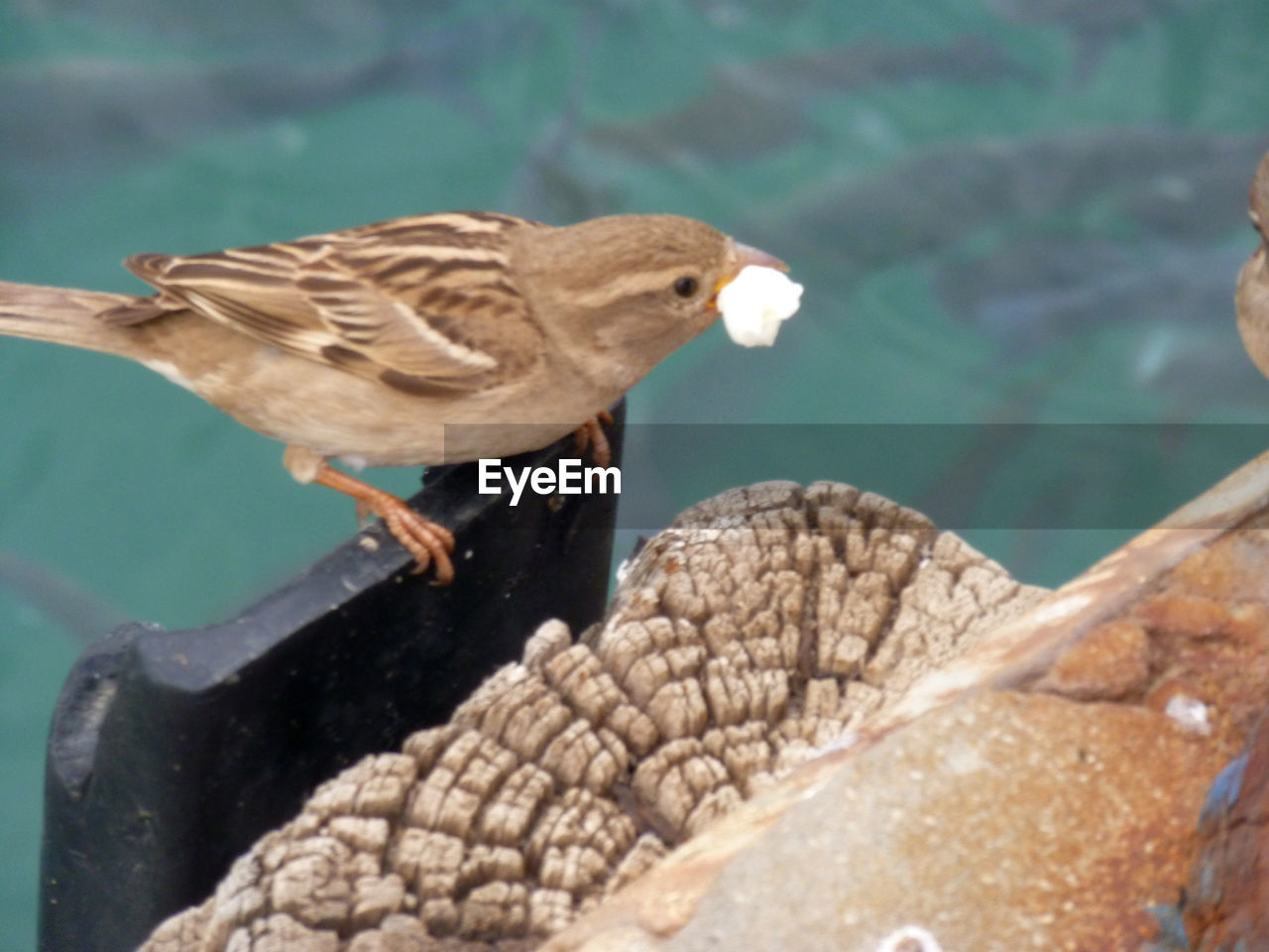 CLOSE-UP OF BIRD PERCHING ON GROUND