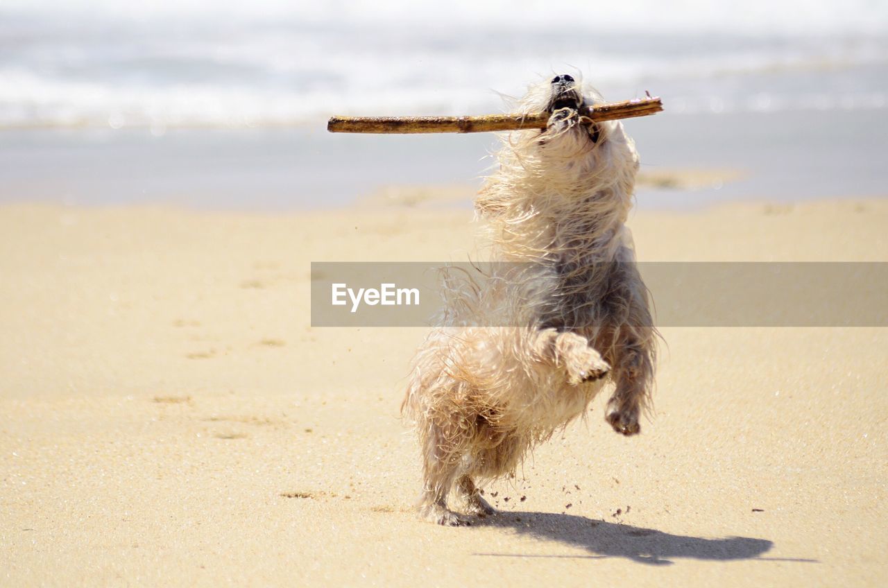 Dog playing with stick at beach during sunny day