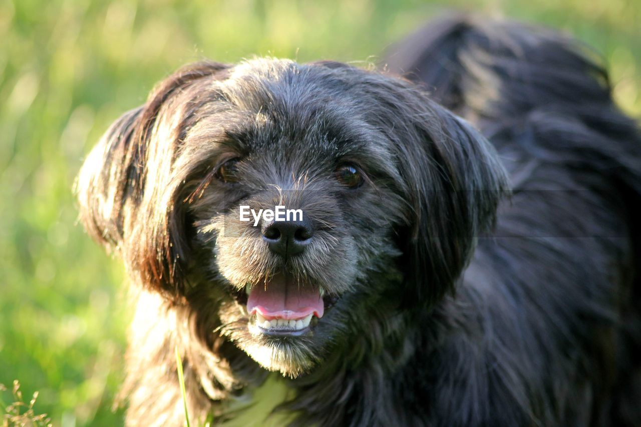 Close-up of a cute little dog out in a field