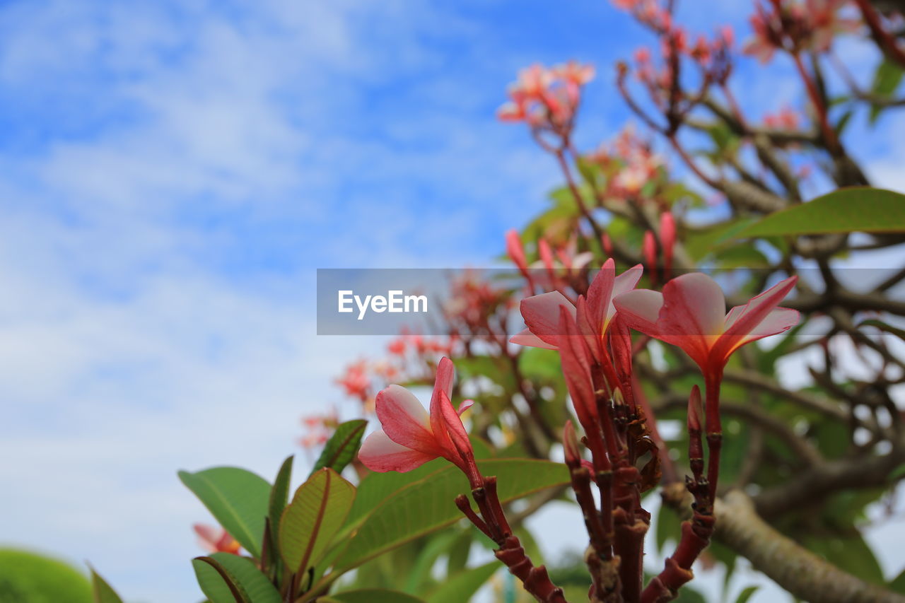 Close-up of pink flowers blooming against sky