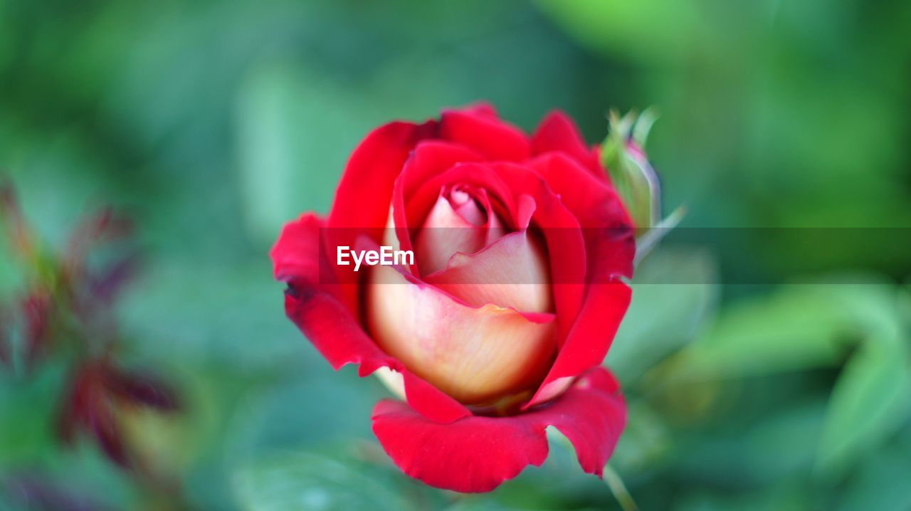 CLOSE-UP OF PINK ROSE