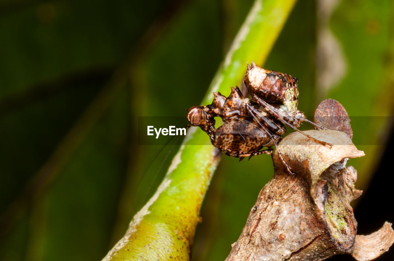 Close-up of insect on plant