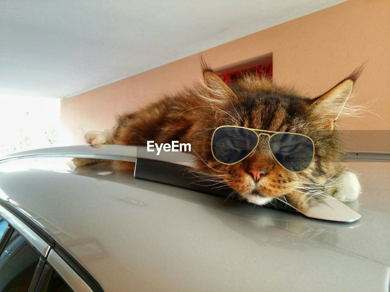 Portrait of tabby wearing sunglasses lying on car roof