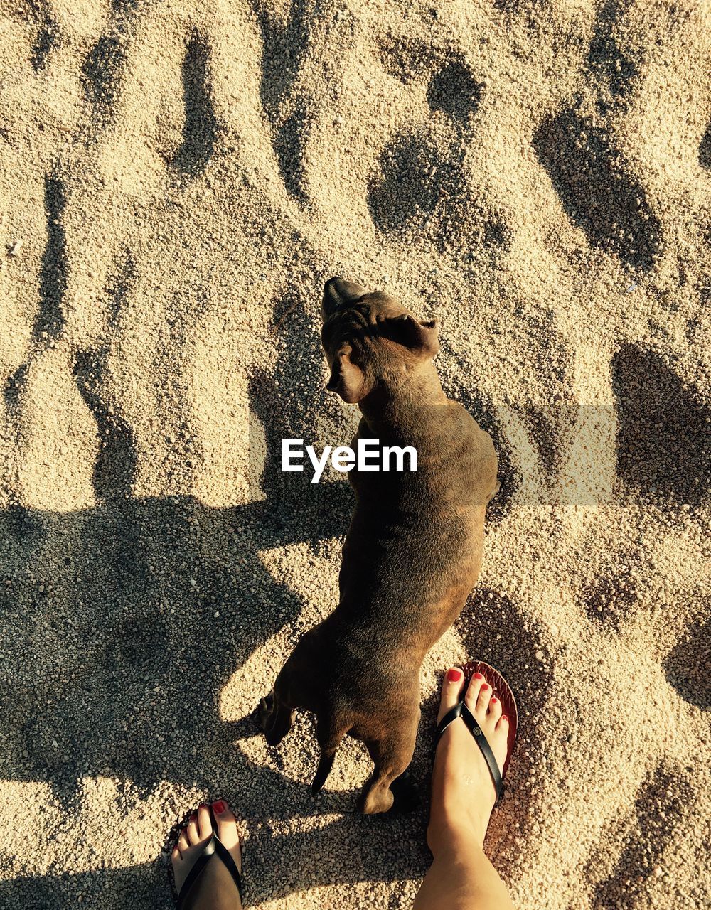 LOW SECTION OF PERSON WITH DOG ON SAND