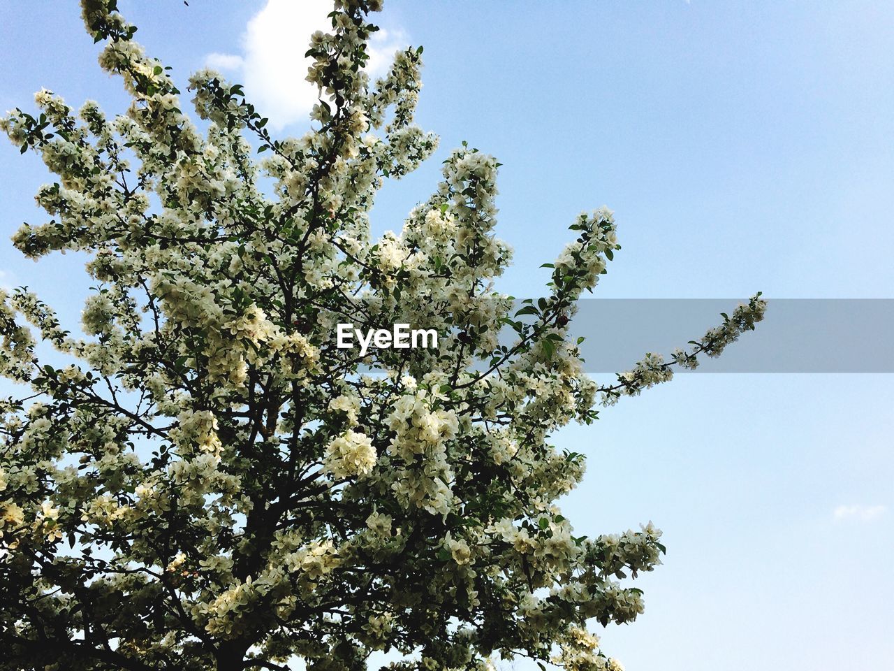 LOW ANGLE VIEW OF CHERRY BLOSSOM AGAINST SKY