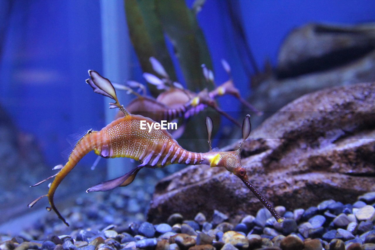 Close-up of sea dragons in aquarium