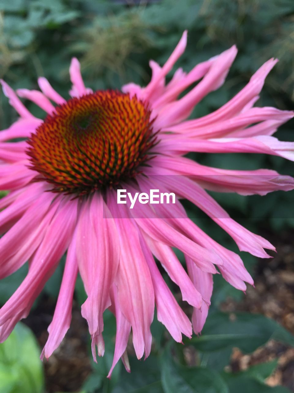 CLOSE-UP OF CONEFLOWER