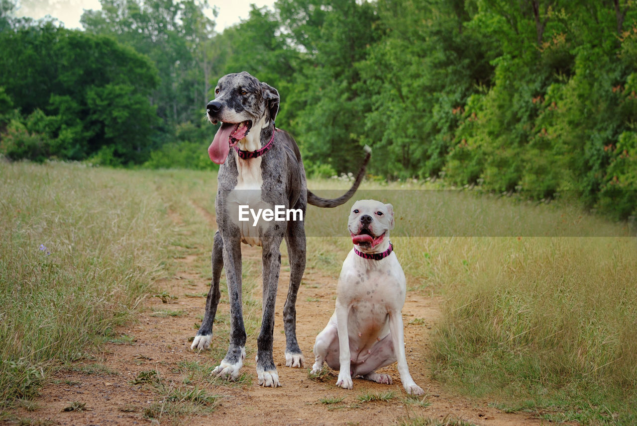 Great dane and american bulldog on field