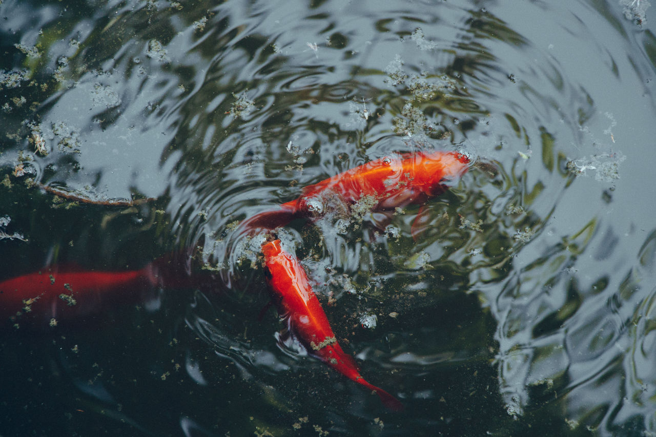 High angle view of koi carps swimming in a pond. 