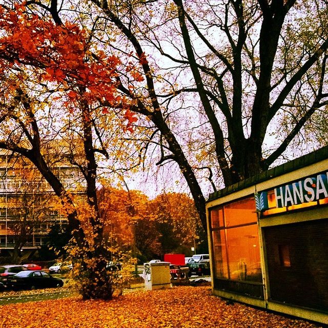 VIEW OF BARE TREES IN AUTUMN