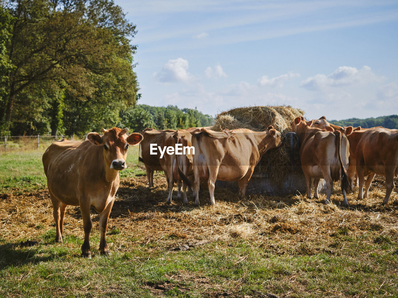 Cows on field