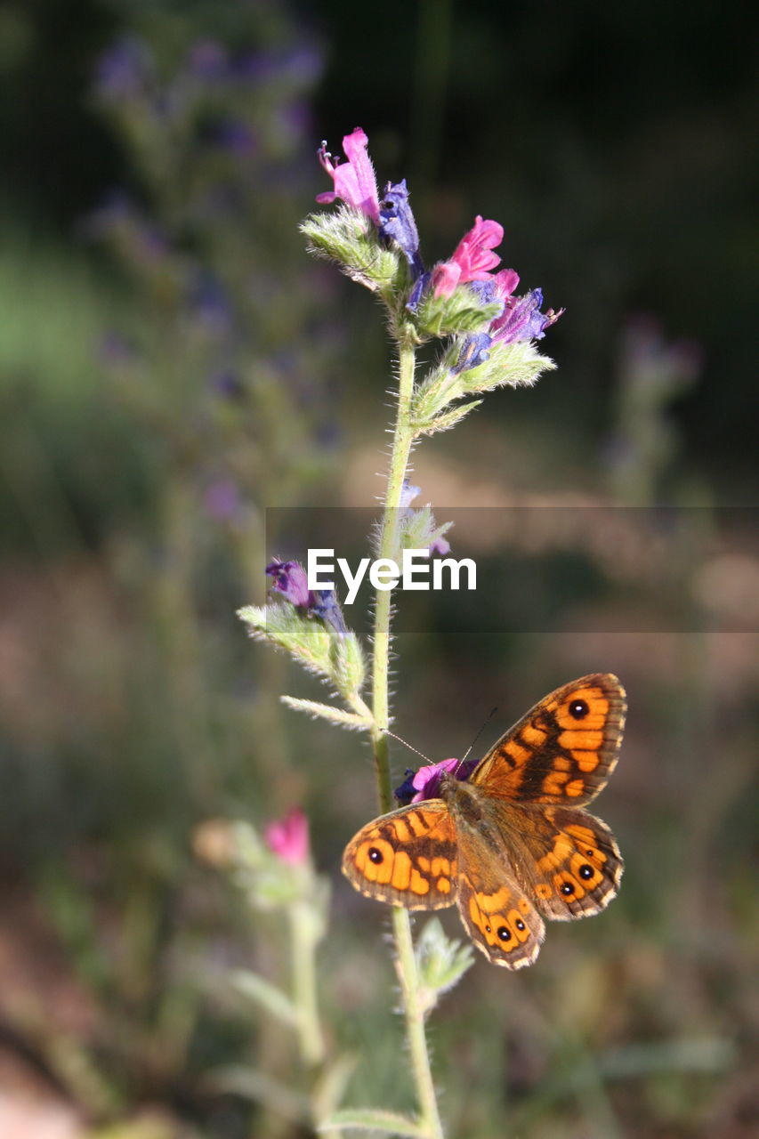 BUTTERFLY ON PURPLE FLOWER