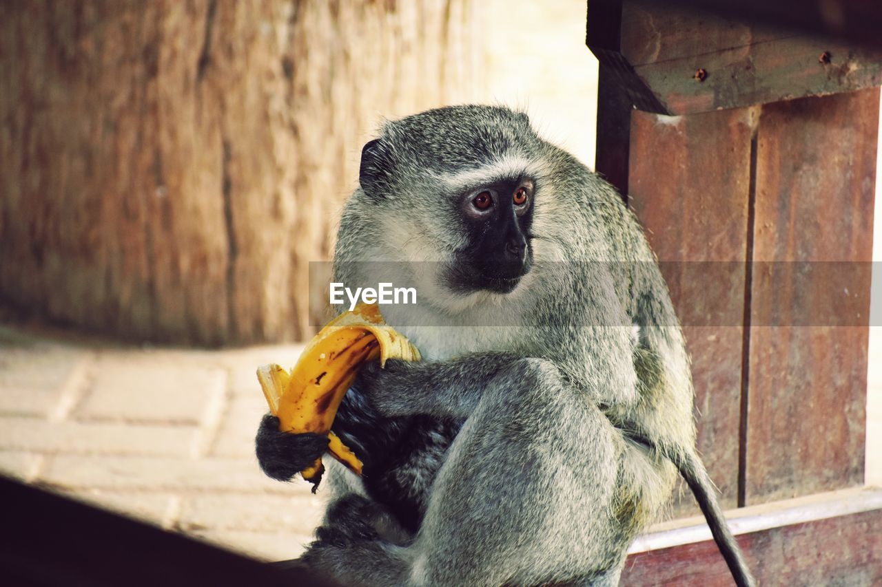 CLOSE-UP OF MONKEY SITTING ON WOOD AGAINST WALL AT ZOO