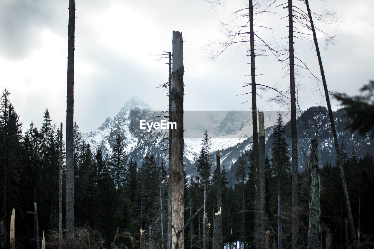 PANORAMIC VIEW OF TREES ON SNOW COVERED LAND