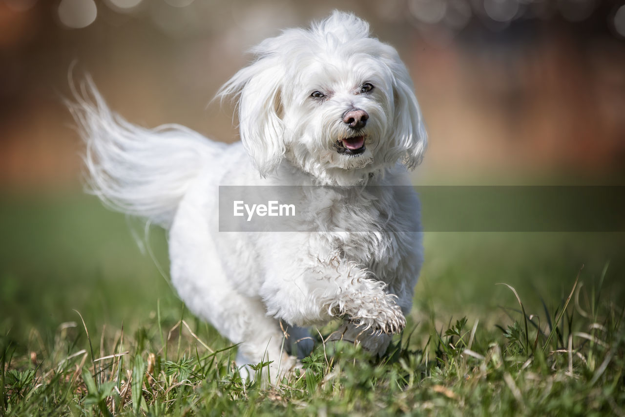 CLOSE-UP OF WHITE DOG ON GRASS