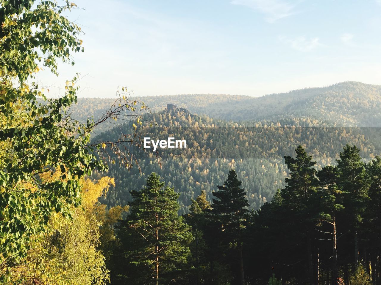 Scenic view of forest against sky