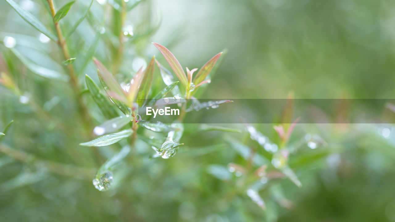 plant, grass, nature, beauty in nature, growth, green, plant part, leaf, close-up, drop, flower, no people, water, macro photography, environment, wet, branch, selective focus, freshness, outdoors, fragility, moisture, dew, day, flowering plant, macro, plant stem, summer, land, focus on foreground, food and drink, backgrounds, springtime, tranquility, social issues, food, extreme close-up, field, tree