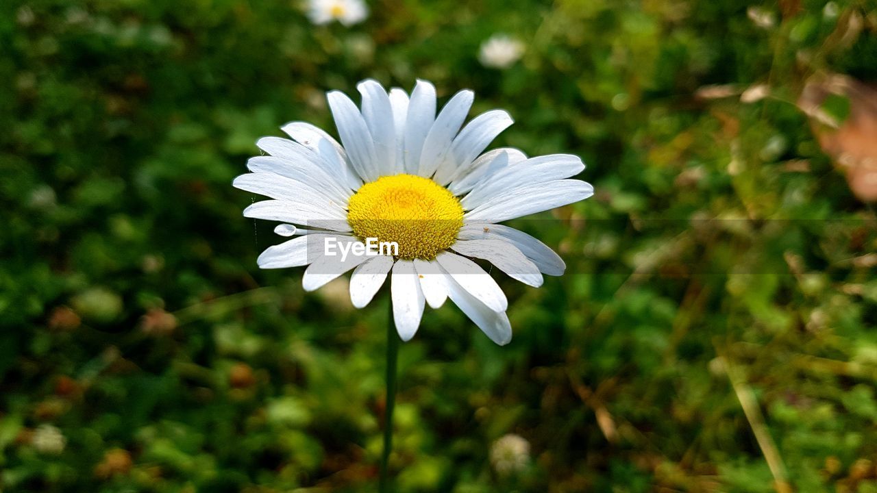 CLOSE-UP OF DAISY FLOWER