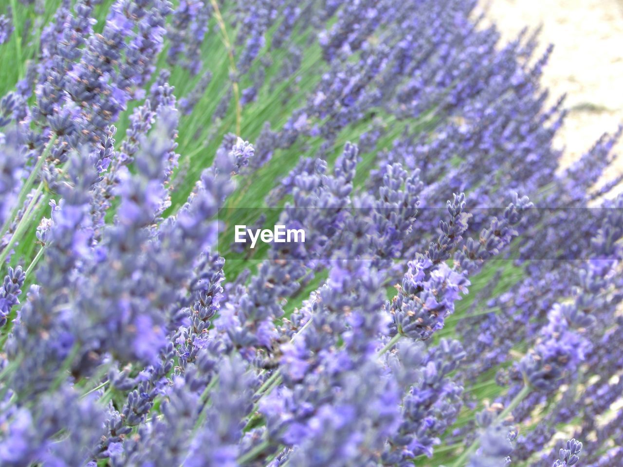 Close-up of purple flowers