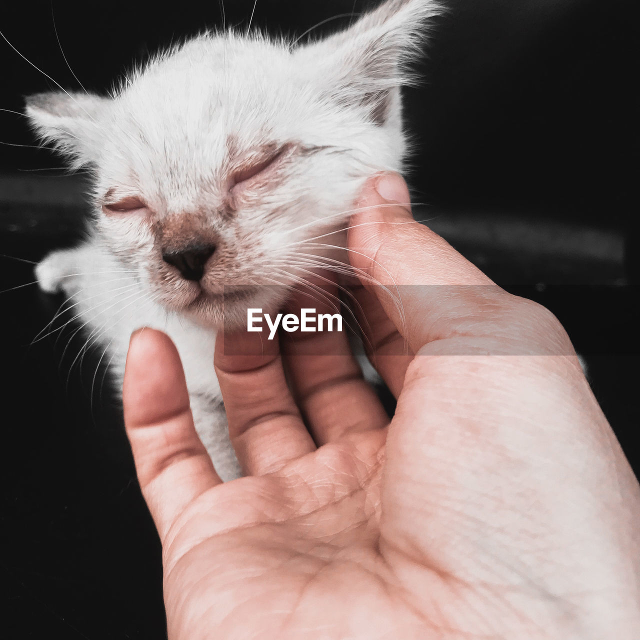 CLOSE-UP OF PERSON HAND HOLDING CAT