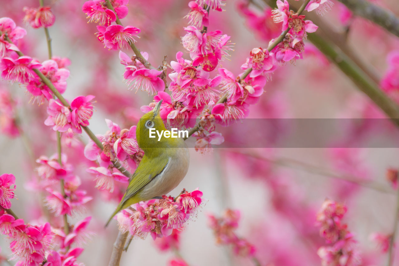 CLOSE-UP OF PINK FLOWERS ON TREE