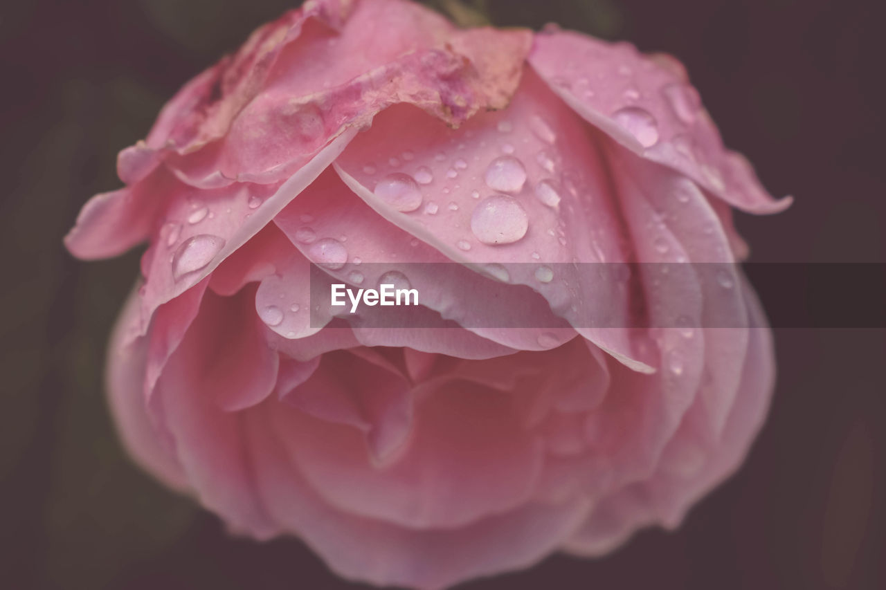 Close-up of wet pink rose