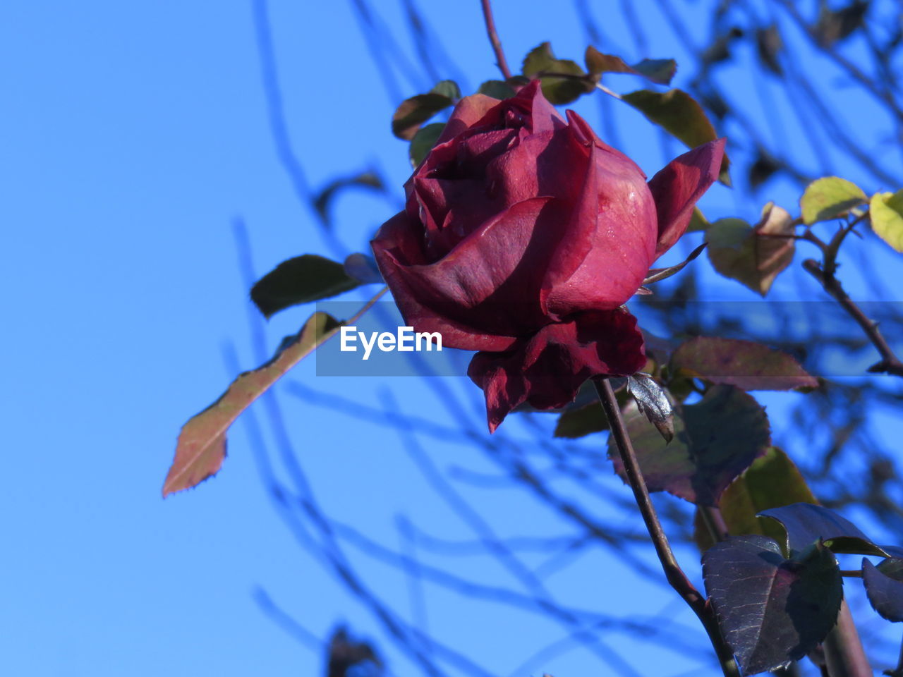 CLOSE-UP OF FLOWERS BLOOMING AGAINST BLUE SKY