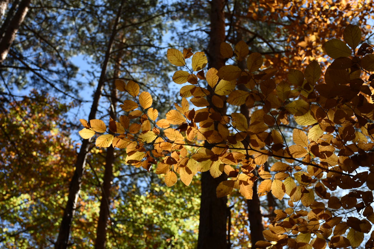 LOW ANGLE VIEW OF MAPLE LEAVES AGAINST SKY