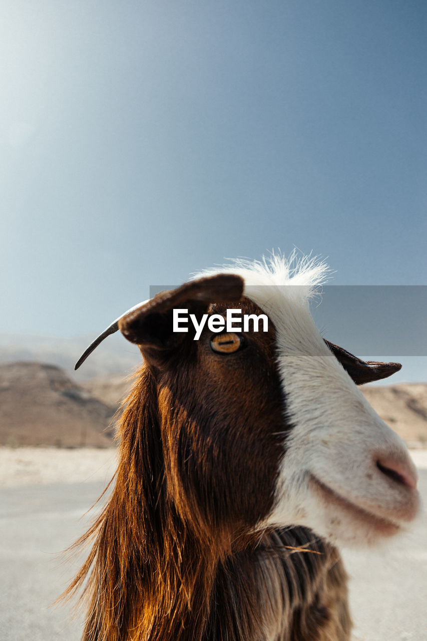 Close-up portrait of a goat against the sky