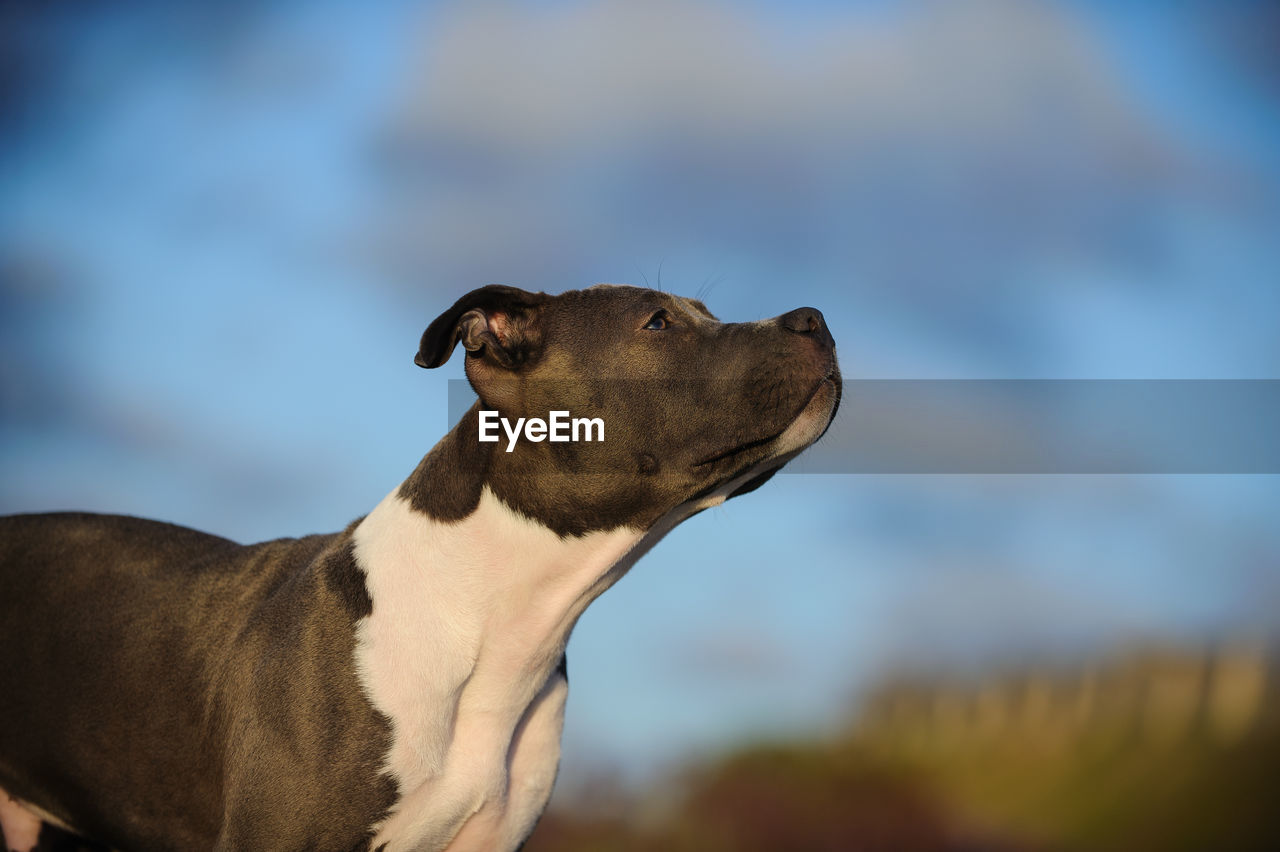 Close-up of dog against sky