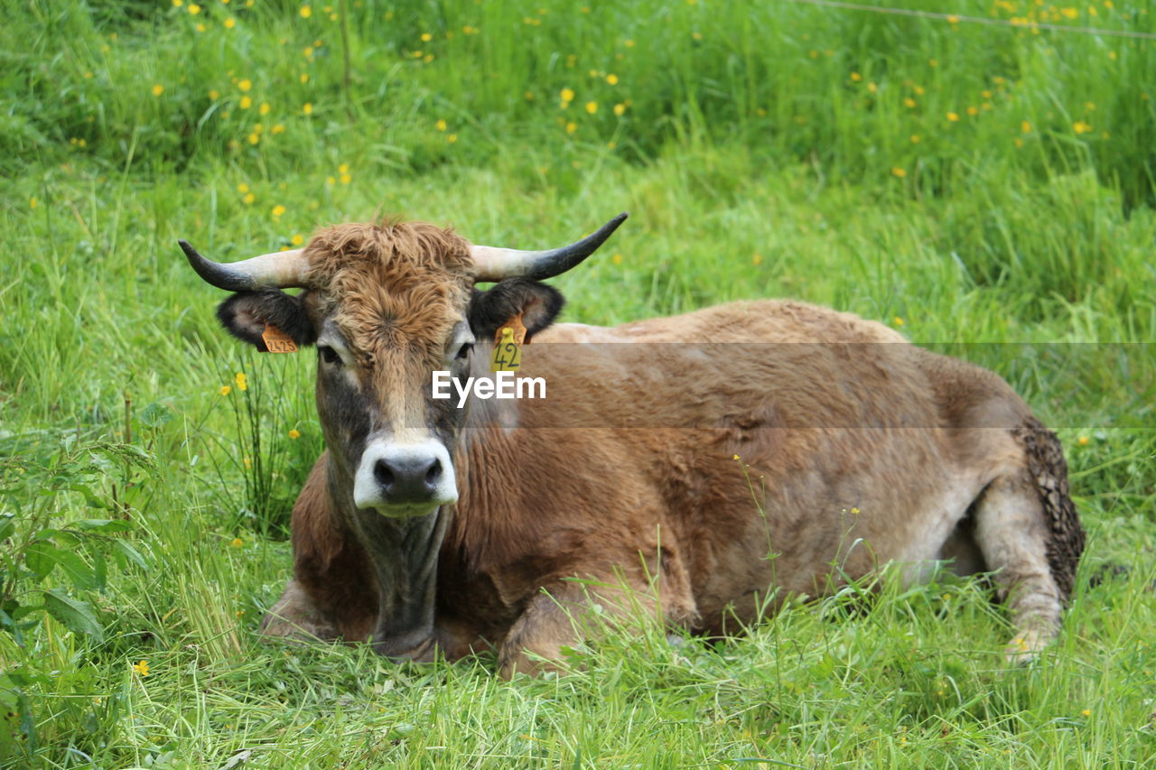 Portrait of sheep on grass