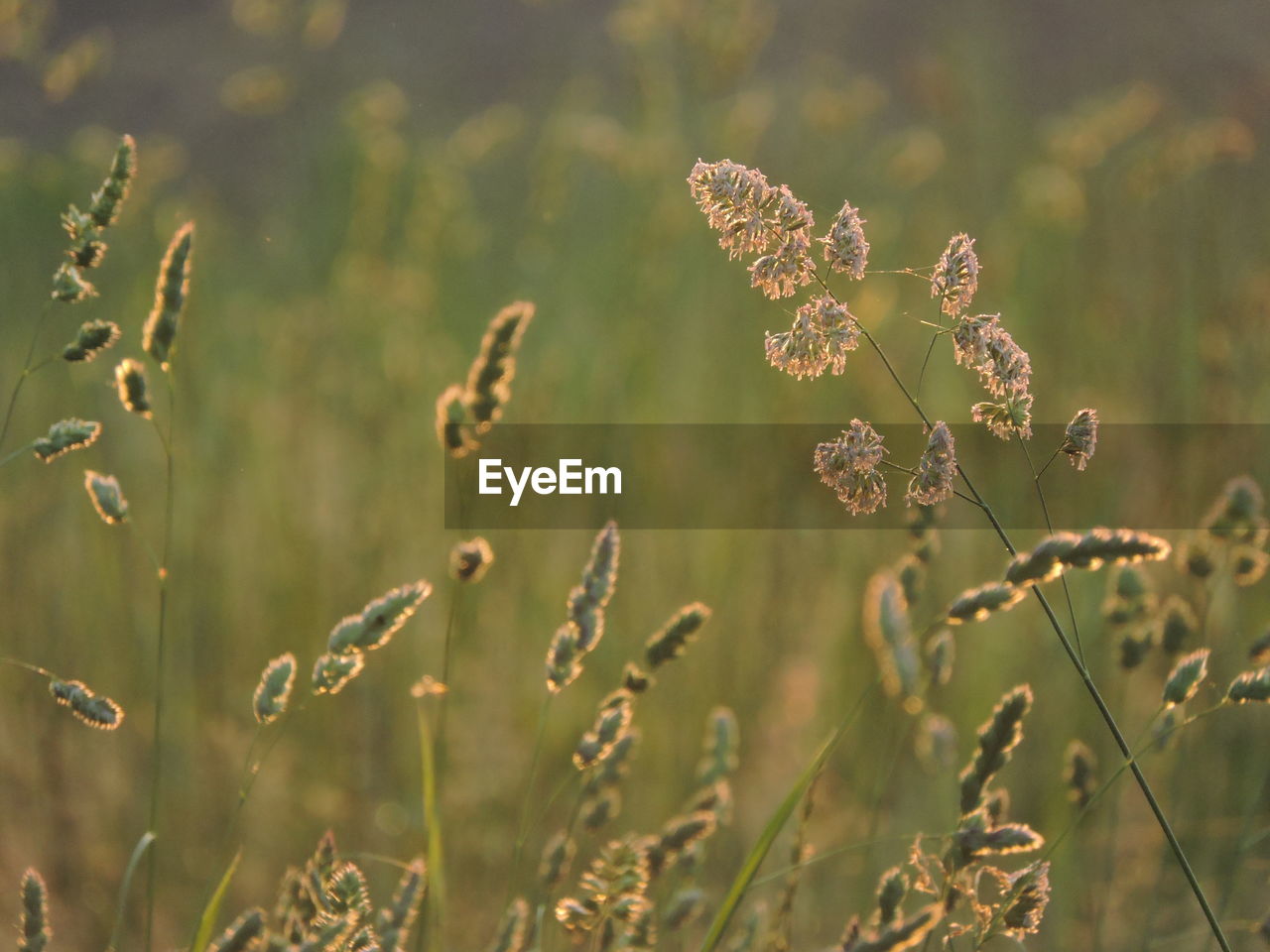 Close-up of flowering plant on field