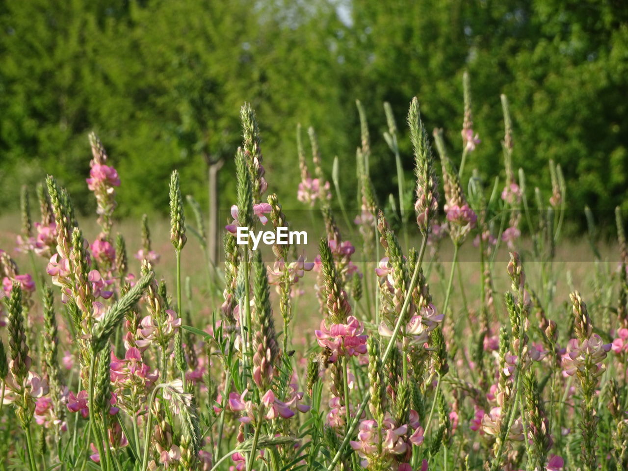 CLOSE-UP OF PINK FLOWERING PLANT ON FIELD