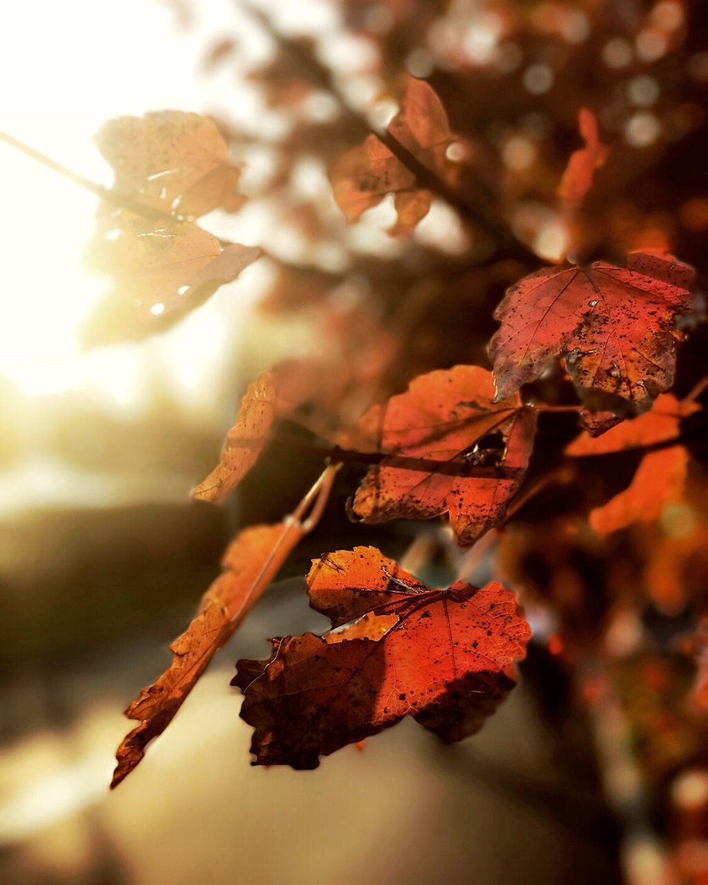 CLOSE-UP OF AUTUMN LEAVES ON BRANCH