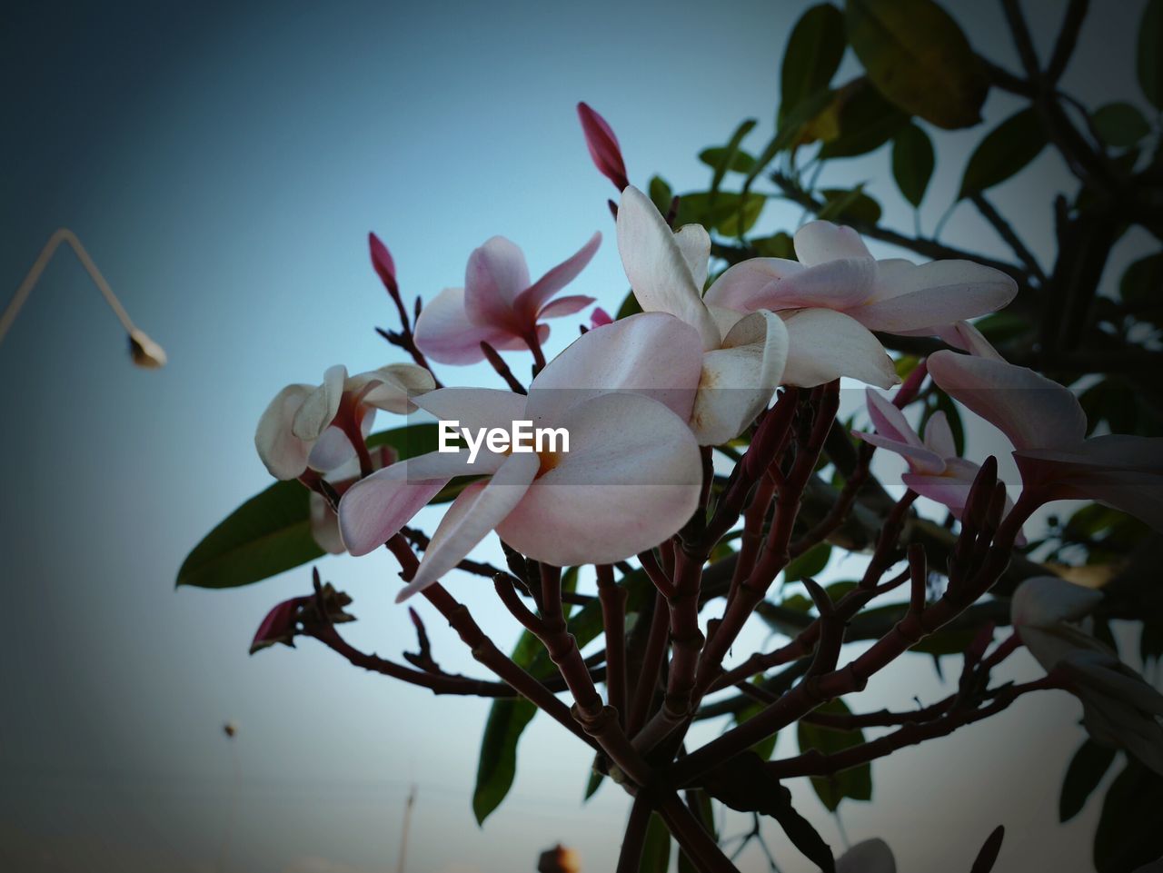 CLOSE-UP OF PINK FLOWERS ON TREE