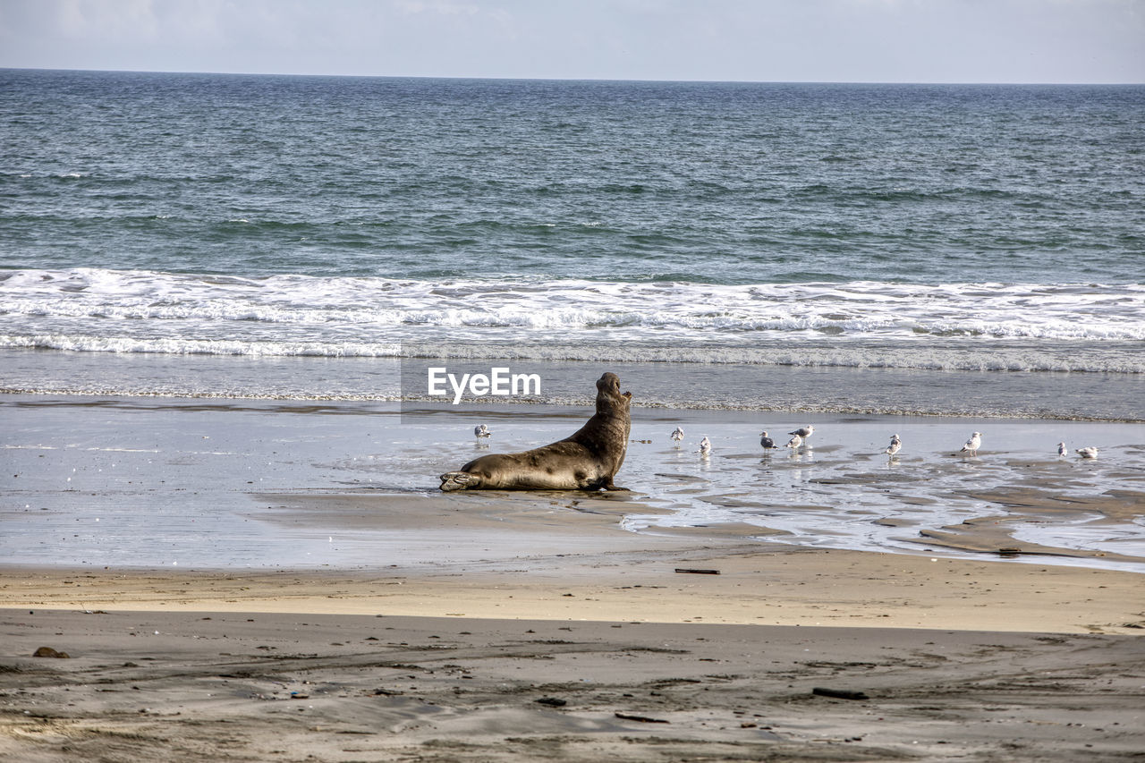 VIEW OF A BIRD ON BEACH