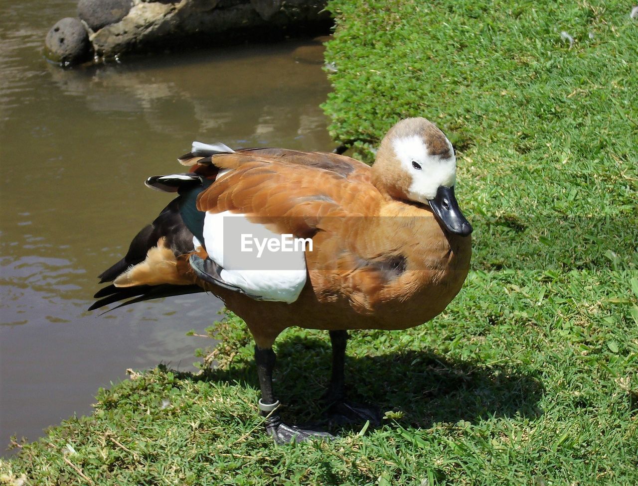 HIGH ANGLE VIEW OF MALLARD DUCK ON FIELD