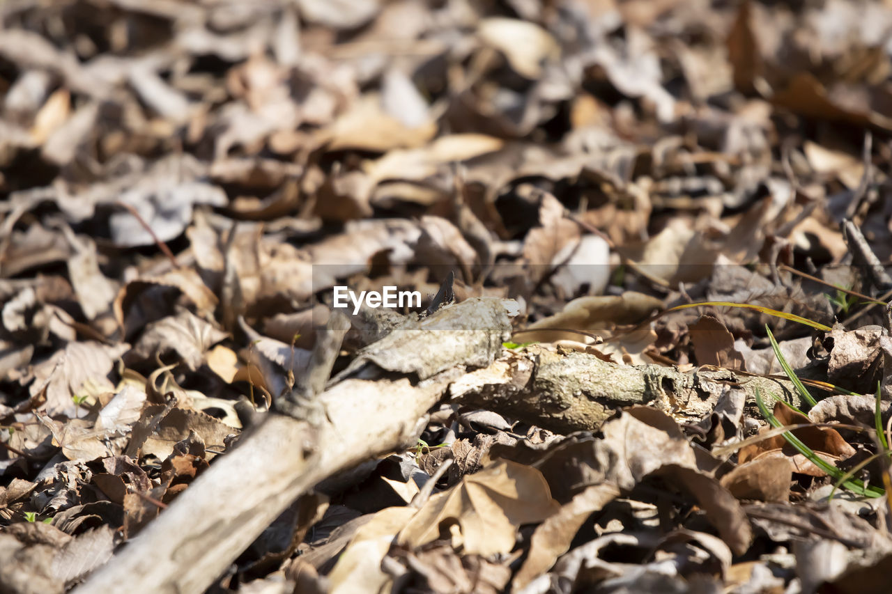 leaf, soil, dry, nature, plant part, land, no people, field, day, wildlife, wood, plant, flower, tree, sunlight, branch, close-up, selective focus, outdoors, autumn, full frame, high angle view, backgrounds, animal, leaves, animal wildlife, falling, abundance, animal themes, forest, grass