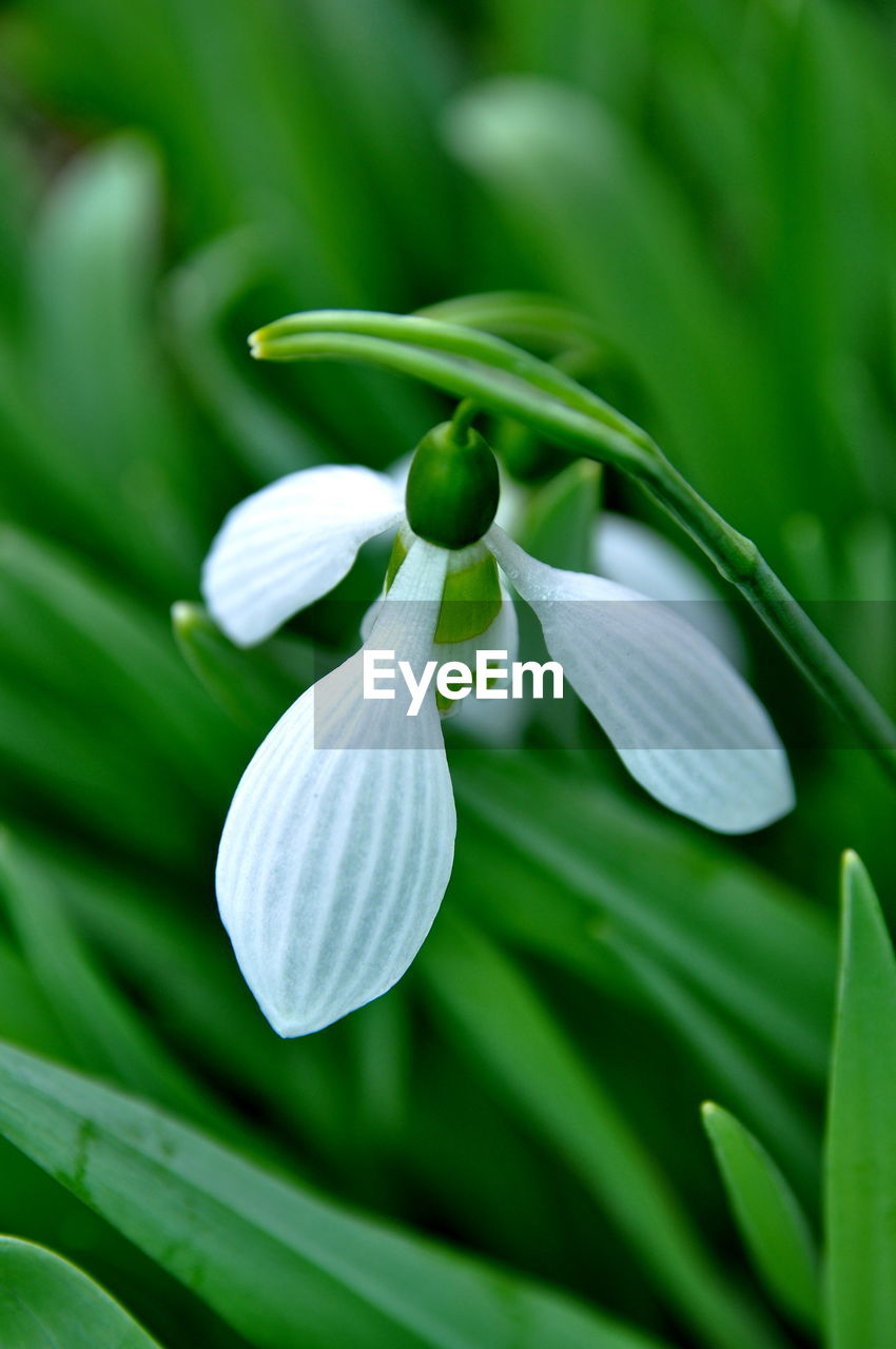 CLOSE-UP OF FLOWERS