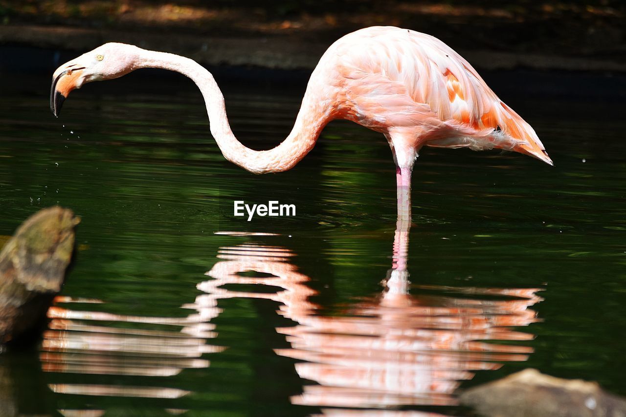 Close-up of flamingo standing in water
