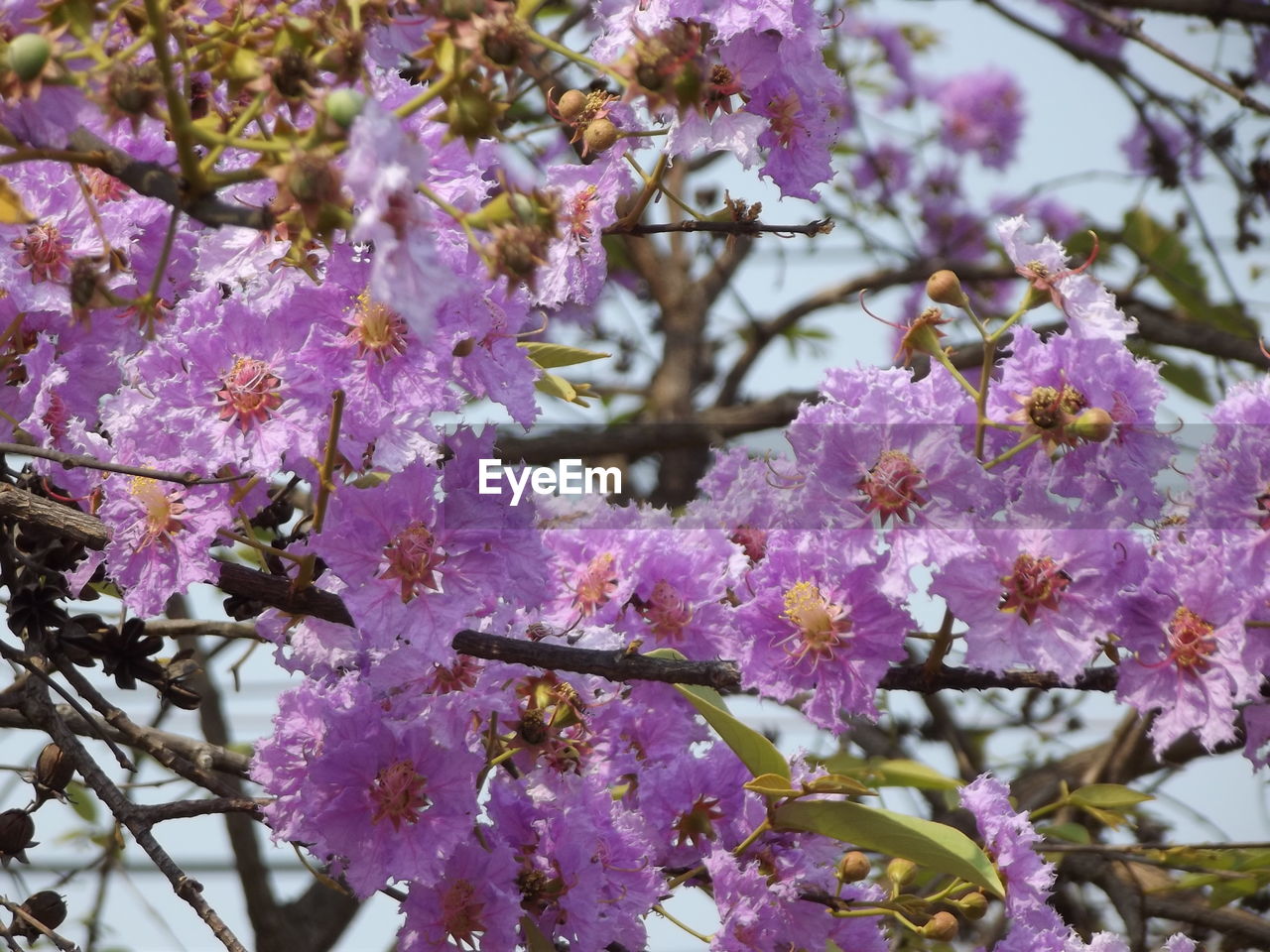 CLOSE-UP OF FRESH PINK FLOWERS BLOOMING IN TREE