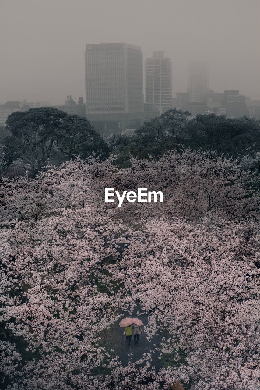 High angle view of flowers blooming on tree in city